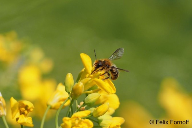 Open PhD position in wild pollinator toxicology