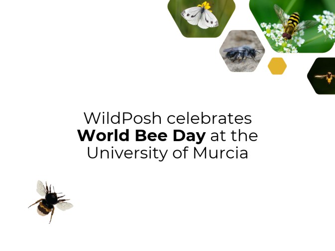 "Do you know the bees on campus?" - WildPosh marks World Bee Day in Murcia