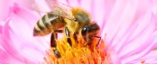 World Honey Bee Day 2025