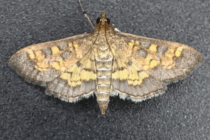 National Moth Week