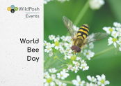 World Bee Day