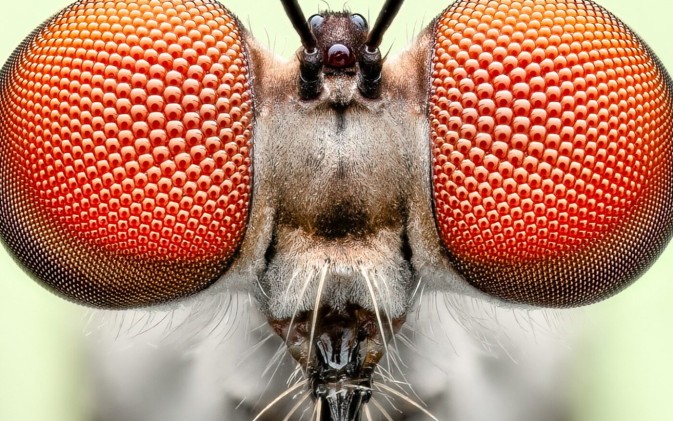 Insect Week 2026