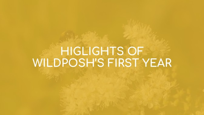 Highlights of WildPosh's first year: New video recaps our 2024