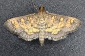 National Moth Week