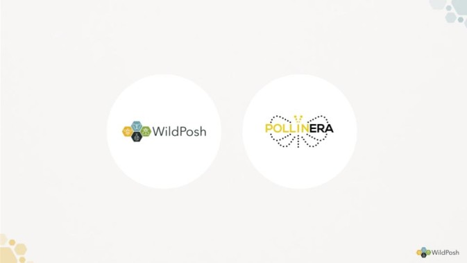 WildPosh and PollinERA strengthen collaboration to protect pollinators across Europe