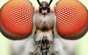 Insect Week 2026