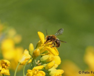 Open PhD position in wild pollinator toxicology