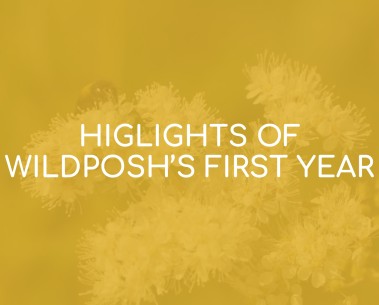 Highlights of WildPosh's first year: New video recaps our 2024