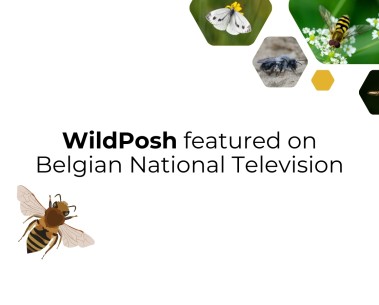 WildPosh coordinator presents the project on Belgian national television