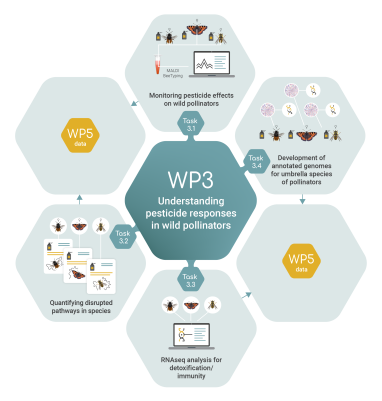 Work package 3 infographic