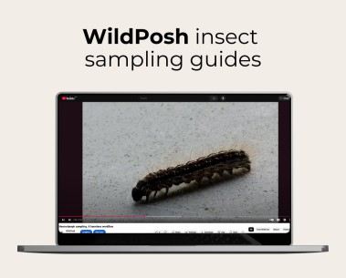 New WildPosh videos showcase insect sampling techniques