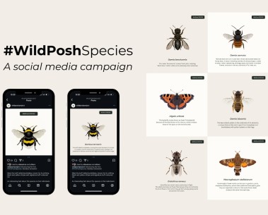 Social media campaign featuring the wild pollinators studied in WildPosh