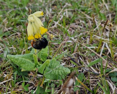 WildPosh presented at a national pollination research conference in Estonia