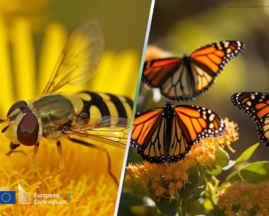 WildPosh featured in REA article on safeguarding pollinators