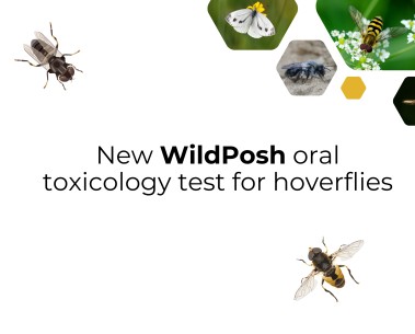 New WildPosh study presents an oral toxicology test for hoverflies