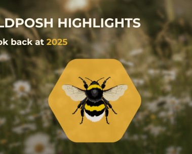 WildPosh releases 2025 highlights video