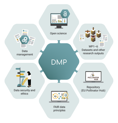 DMP Infographic infographic