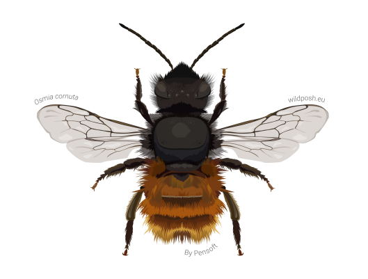 Osmia cornuta illustration