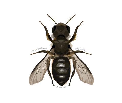 Osmia brevicornis illustration