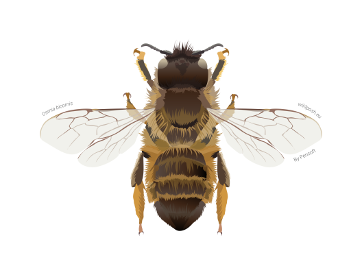 Osmia bicornis illustration