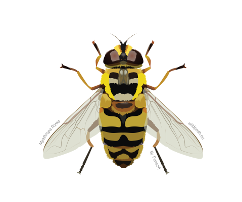 Myathropa florea illustration