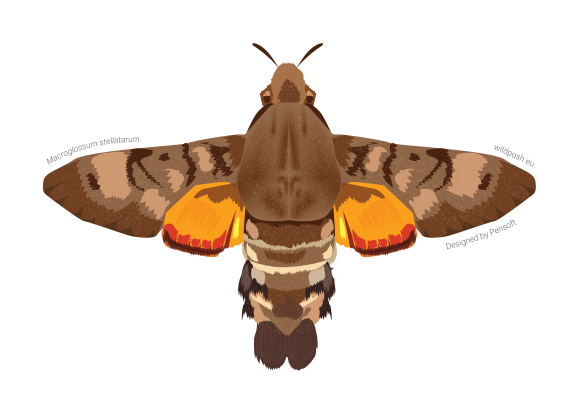 Macroglossum stellatarum illustration