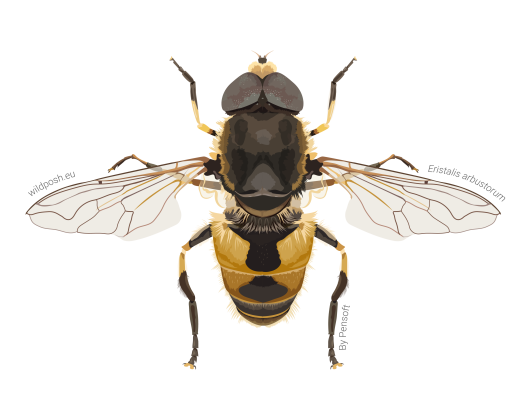 Eristalis arbustorum illustration