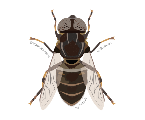 Eristalinus aeneus illustration