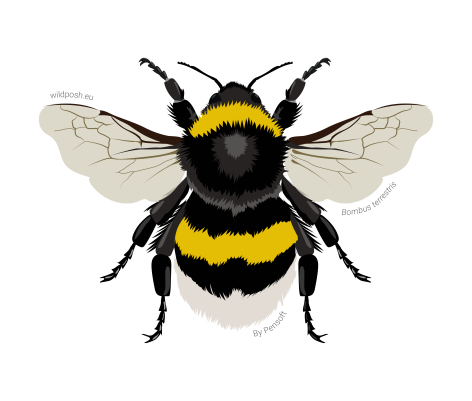 Bombus terrestris illustration
