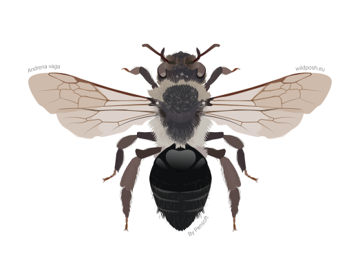 Andrena vaga illustration