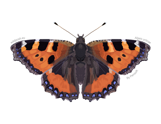 Algais urticae illustration