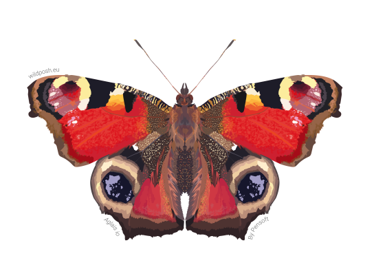 Aglais io illustration