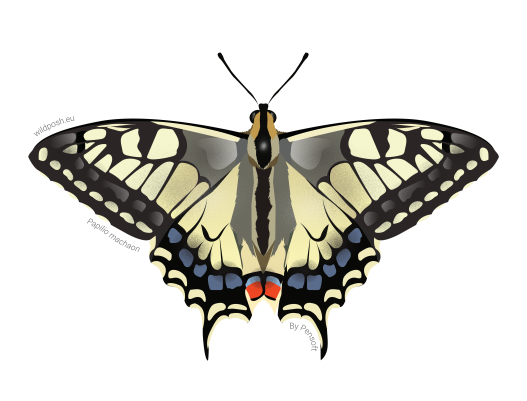 Papilio machaon illustration