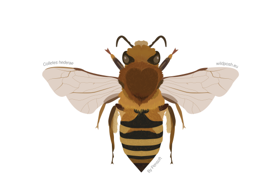 Colletes hederae illustration