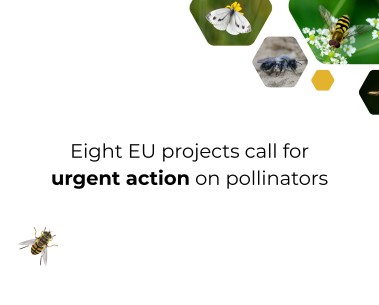 Europe faces a pollinator crisis, researchers warn