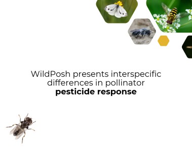 WildPosh research presented at XI Jornadas Doctorales 2026