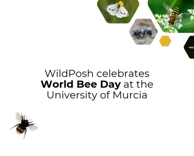 "Do you know the bees on campus?" - WildPosh marks World Bee Day in Murcia